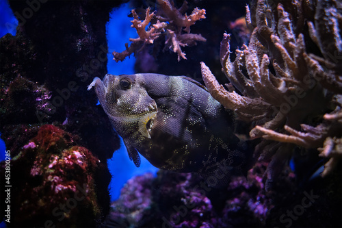 Spotted soapfish Pogonoperca punctata fish underwater in sea photo