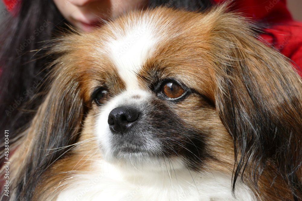 closeUp kleiner Hund. Sie blickt andächtig zur Seite an der Kamera vorbei. Tibet Spaniel, Tibetan Spaniel, Little dog, Hundegesicht, Nahaufnahme 