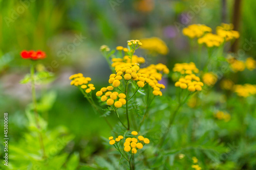 Tansy blooming in the garden.