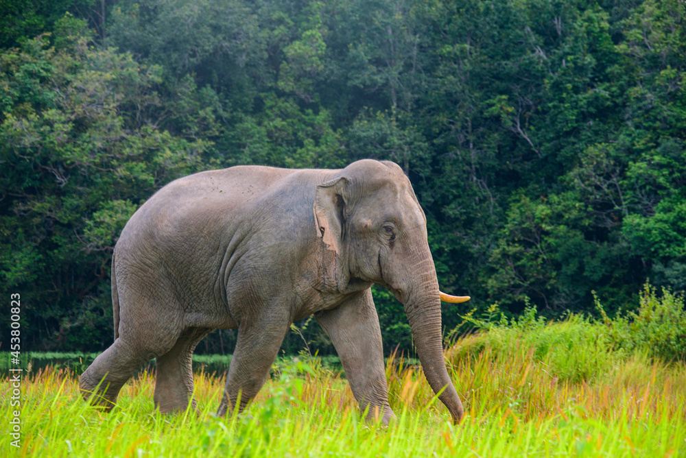 Close up Elephant walk in green grass field at Khaoyai Thailand.