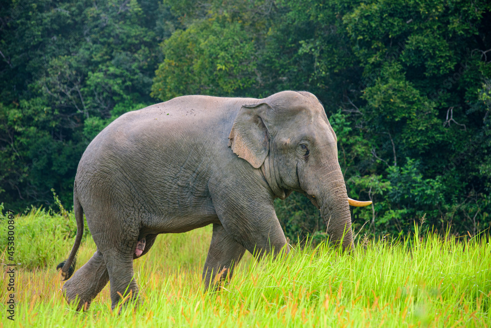 Close up Elephant walk in green grass field at Khaoyai Thailand.