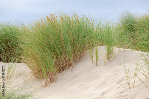 Selective focus of european marram grass  beachgrass  on the sand dunes at Dutch north sea coast  Ammophila is a genus of flowering plants consisting of two or three very similar species of grasses.