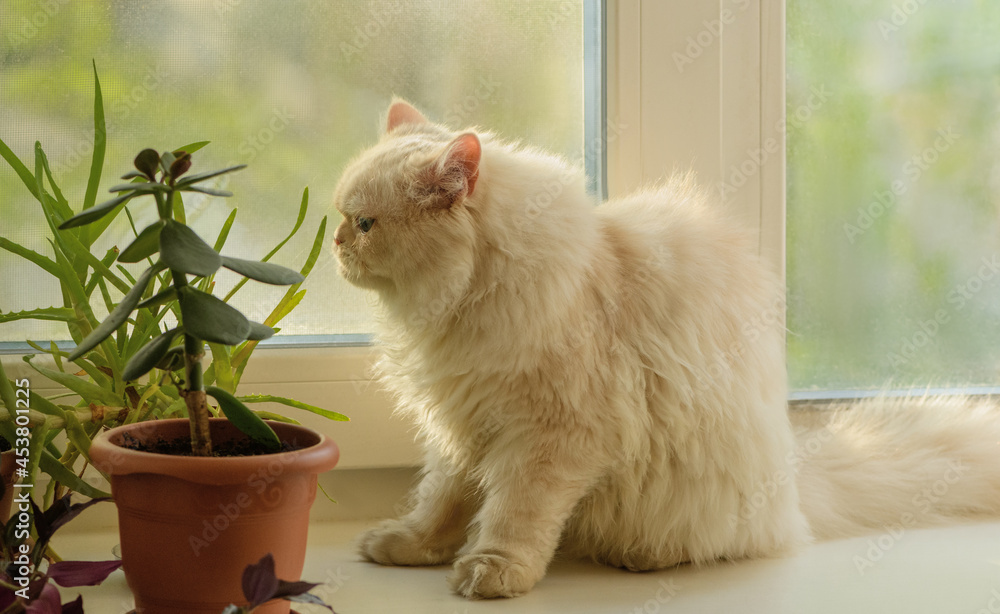Persian cat is sitting next to the houseplants on the windowsill.