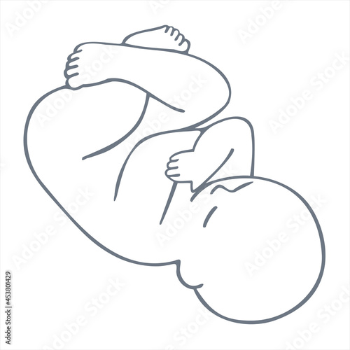 Human embryo, baby, hand drawing. Design editable image.