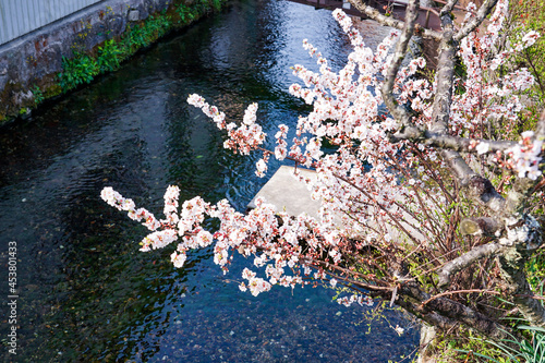 中山道醒井宿を流れる清流「十王水」（滋賀県米原市） photo