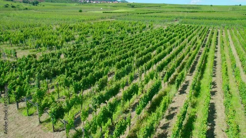 Rows of vines in fields in France. photo