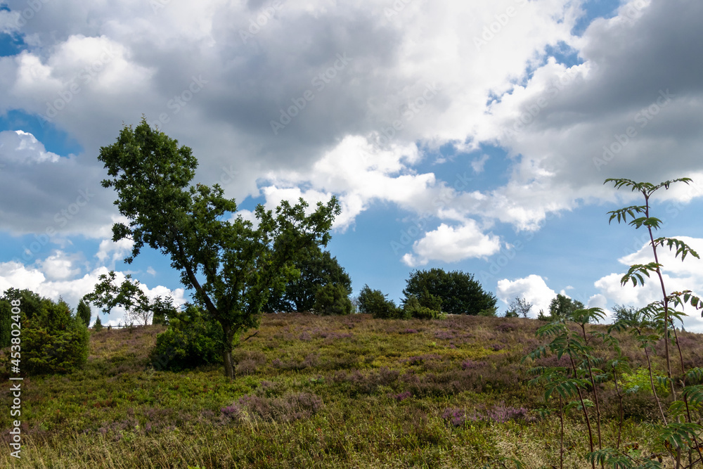 Fototapeta premium Heideland Norddeutschland