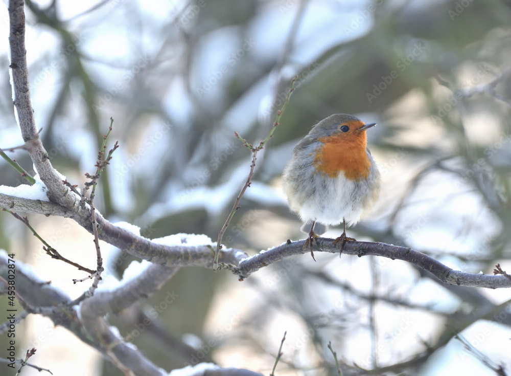 the robin sits on tree branches in winter the robin sits on tree branches in winter
