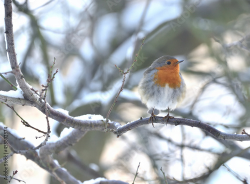 the robin sits on tree branches in winter 
