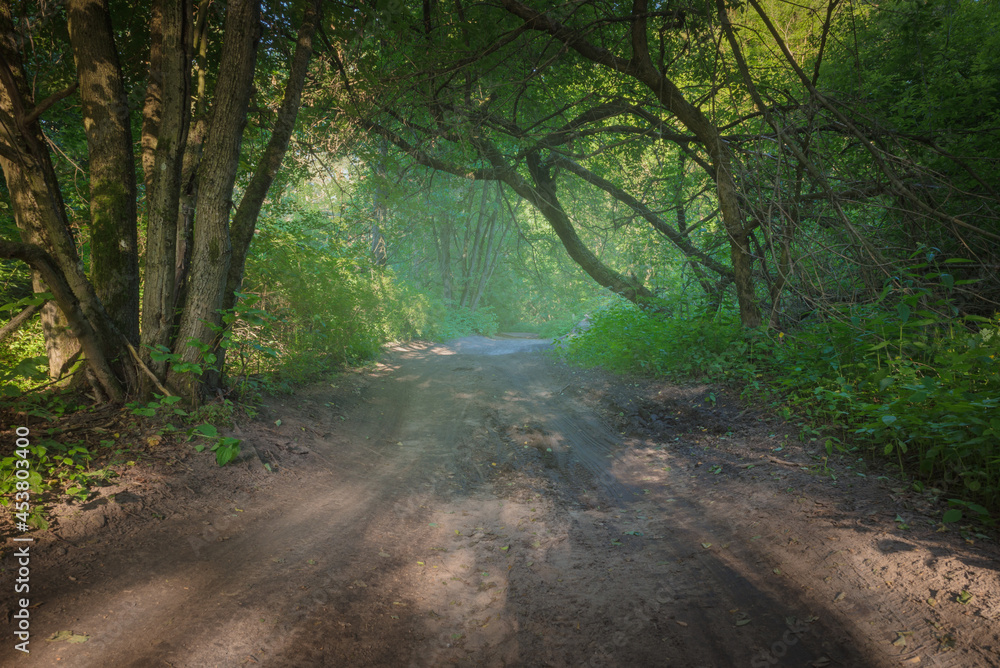 Obraz premium Country road in natural forest in summer season
