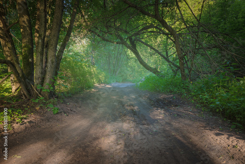 Country road in natural forest in summer season