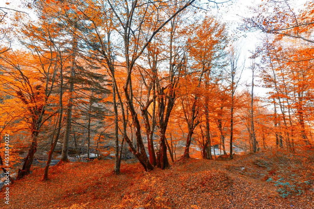 Autumn and trees in the forest. It's leaf fall time. Autumn and trees in the forest. It's leaf fall time.