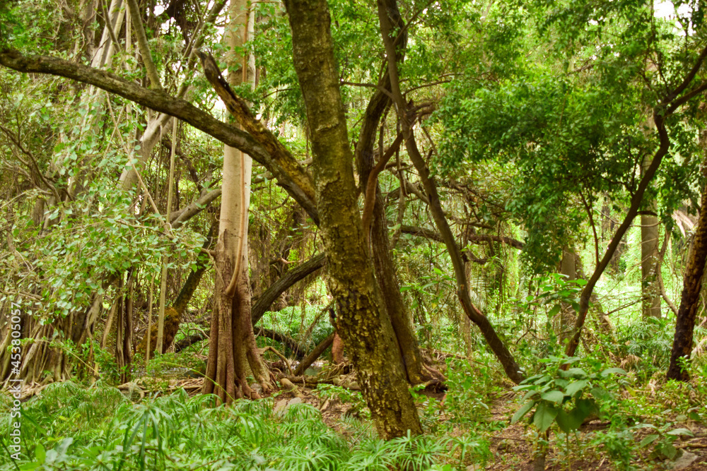 Fototapeta premium Deep Natural Rainy forest/Jungle In India Big Trees And Tree Branches Stock Photograph image