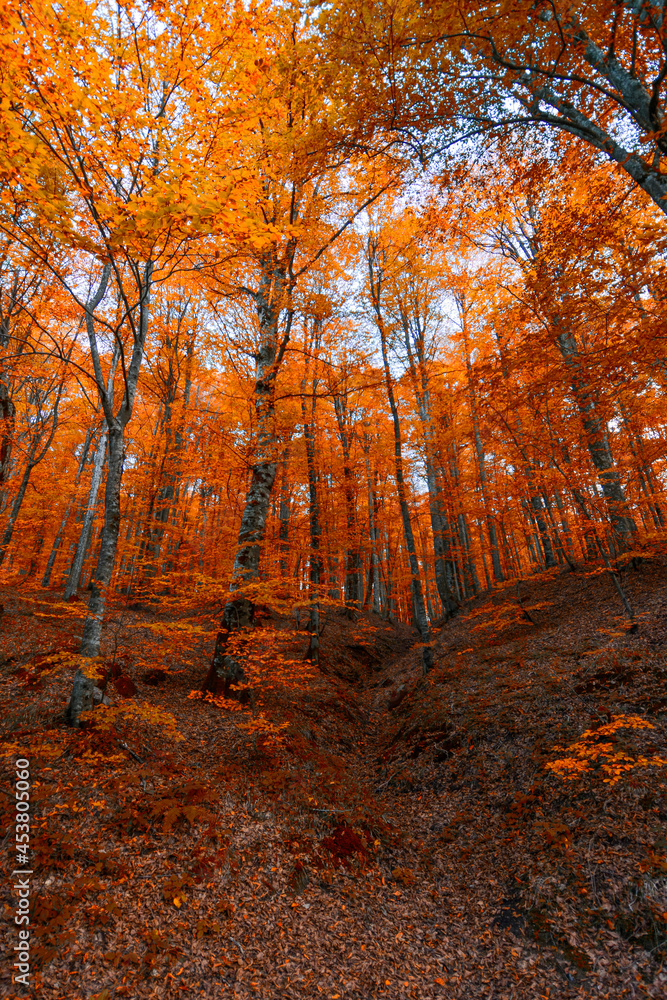 Obraz premium Autumn and trees in the forest. It's leaf fall time.