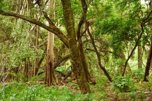 Deep Natural Rainy forest/Jungle In India Big Trees And Tree Branches Stock Photograph image © Pleasant Mode Studio