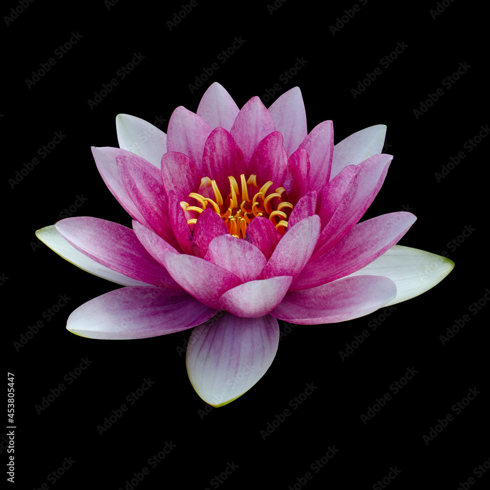Cut out flower on isolated background, with clipping path