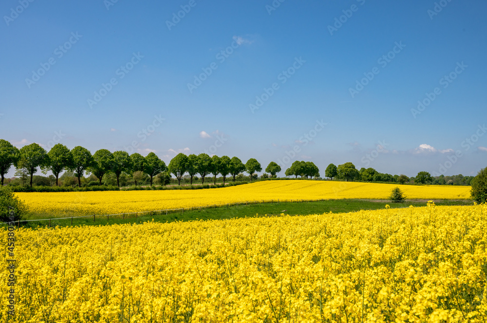 Kiel, Mai/Juni Gelbe Rapsfelder in voller Blüte, in Schleswig-Holstein im Mai/Juni prägen sie die Landschaft