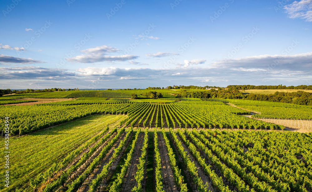 Paysage de vignoble en France. Alignement de vignes avant les vendanges.