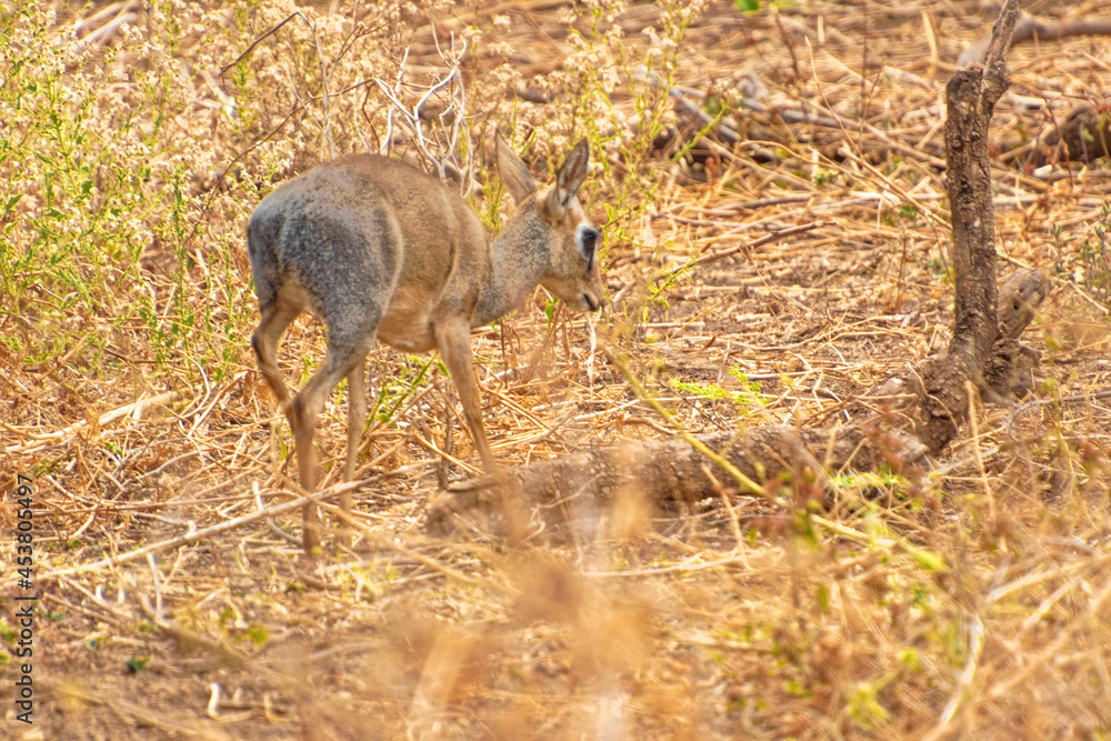 Fototapeta premium Tanzania, Serengeti park – Antelope Impala.