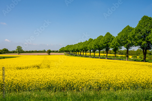 Kiel, Mai/Juni Gelbe Rapsfelder in voller Blüte, in Schleswig-Holstein im Mai/Juni prägen sie die Landschaft