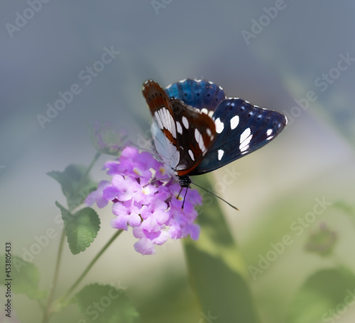 Motyl pokłonnik anonyma Limenitis reducta na kwiatku photo