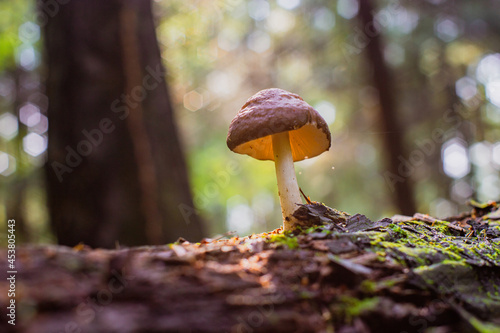 Close-up mushroom grow on the trunk of a fallen tree in the forest. Low point of view in nature landscape. Blurred nature background copy space. Park low focus depth. Ecology environment