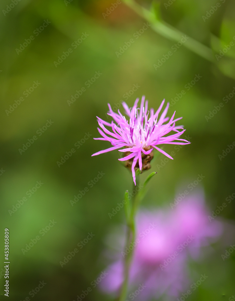 Portrait einer Rheinischen Flockenblume, Centaurea stoebe. Portrait einer Rheinischen Flockenblume, Centaurea stoebe.