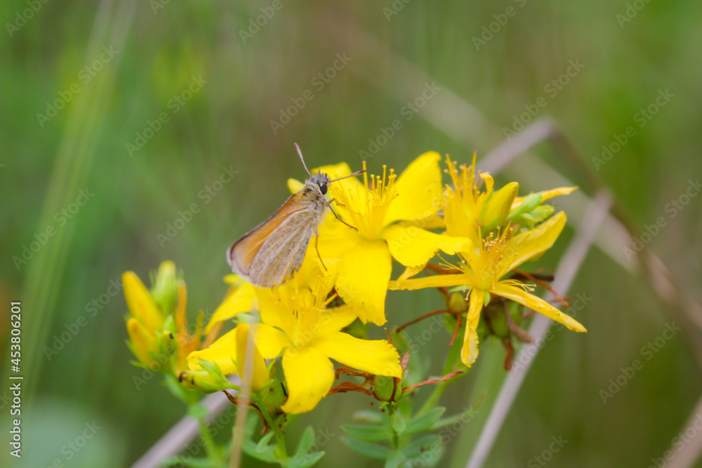 Fototapeta premium Aufnahme eines Zünslers, einer Motte oder Falters.