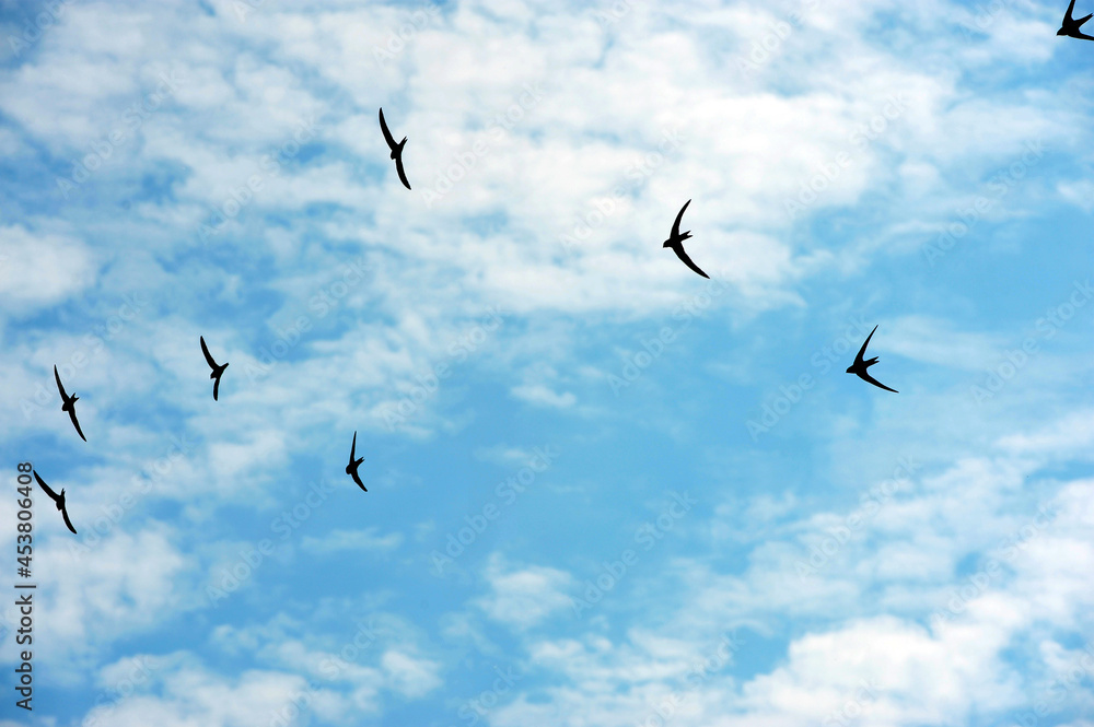 Swallows in the blu sky