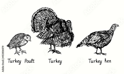 Turkey poult, male and female side view. Ink black and white doodle drawing in woodcut style illustration