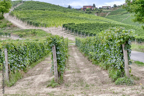 Vineyards in the hilly region of Langhe (Piedmont, Northern Italy), UNESCO site since 2014, during summer season photo