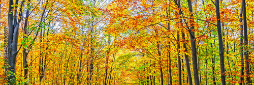 Trees with autumn colors in a forest. Fall panoramic background