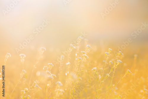  Autumn blurred background with plant and copy space