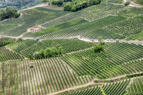 Vineyards in the hilly region of Langhe (Piedmont, Northern Italy), UNESCO site since 2014, during summer season