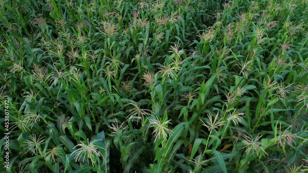 Corn plantation in the Liendo Valley, Cantabria, Spain, Europe Corn plantation in the Liendo Valley, Cantabria, Spain, Europe