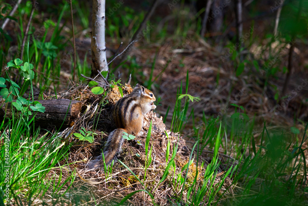 Chipmunk on a forest trail eating something