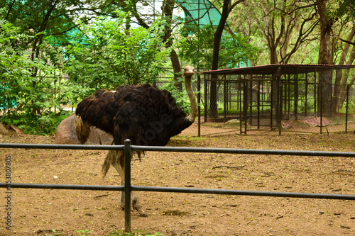 Wild Bird Ostrich Big Bird Standing in Zoological Park  