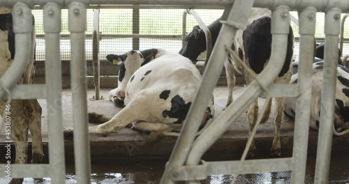 Pregnant cow resting in the barn, farm for production of milk, cheese.