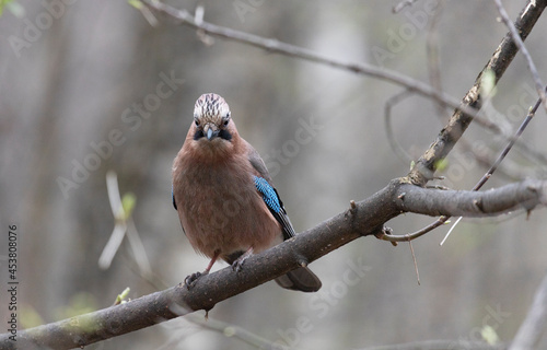 A jay sits on a tree branch. Close-up