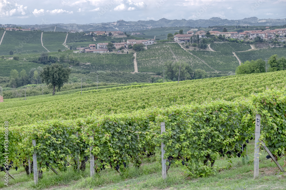 The vineyards of Langhe (Piedmont, Northern Italy), seen from the viewpoint of the village of La Morra. UNESCO site since 2014, world famous for its valuable red wines (like Barolo and Barbaresco).