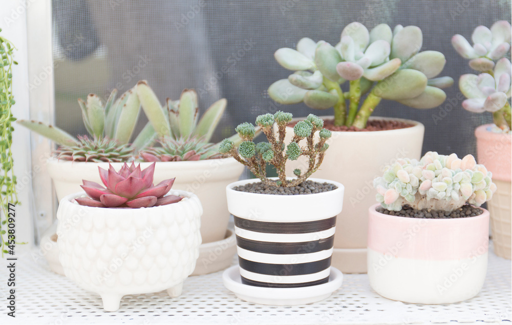 succulent cactus pots in plant greenhouses