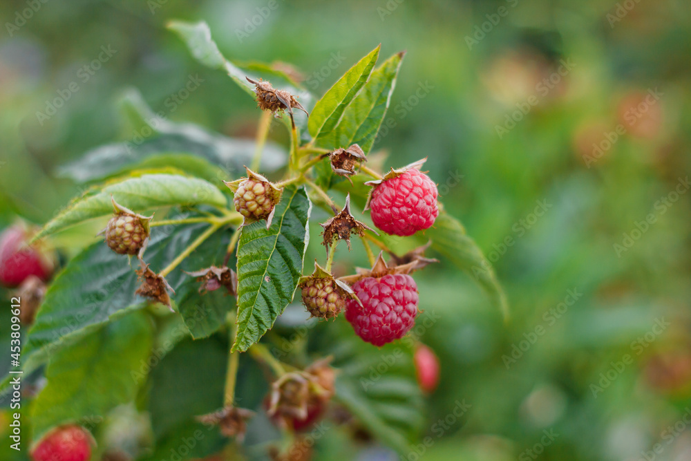 Ripe raspberry bush in the garden. Healthy and tasty berries. Close-up. On a blurred background Ripe raspberry bush in the garden. Healthy and tasty berries. Close-up. On a blurred background