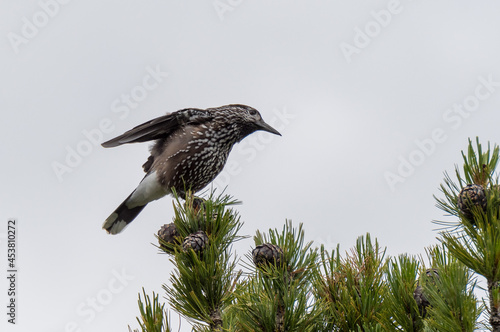 Spotted nutcracker (Nucifraga caryocatactes) in Aletschwald photo