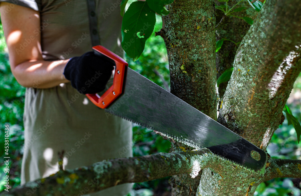 a woman with a saw in her hand saws off a branch by a tree - obrazy, fototapety, plakaty 