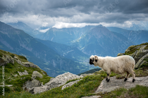 Valais Blacknose sheep in Valais on a rainy summer day