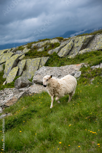 Valais Blacknose lamb in Valais on a rainy summer day © schame87