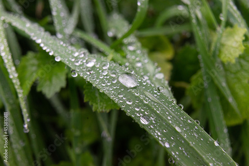 Close-up of grass with fine water droplets and creating a beautiful freshness effect after rain and dew, shallow focus