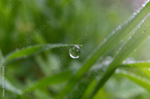 Close-up of grass with fine water droplets and creating a beautiful freshness effect after rain and dew, shallow focus