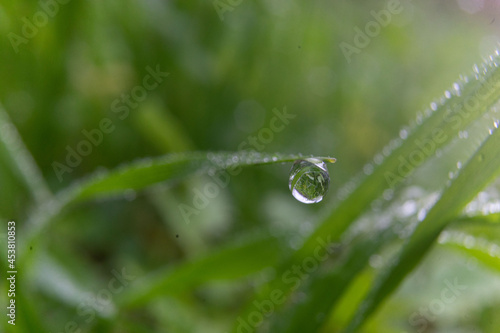 Close-up of grass with fine water droplets and creating a beautiful freshness effect after rain and dew, shallow focus