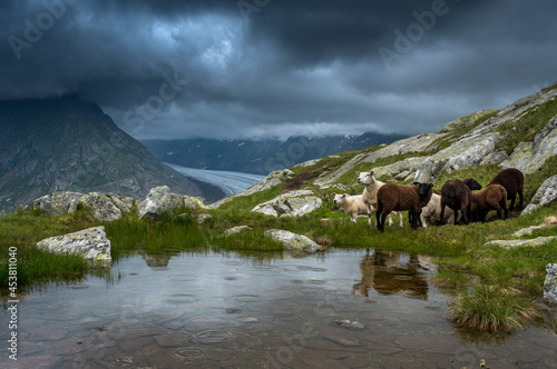 herd of sheep at Aletsch Glacier in Valais on a rainy summer day photo